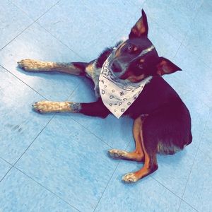 Meet your Posher, Morgan